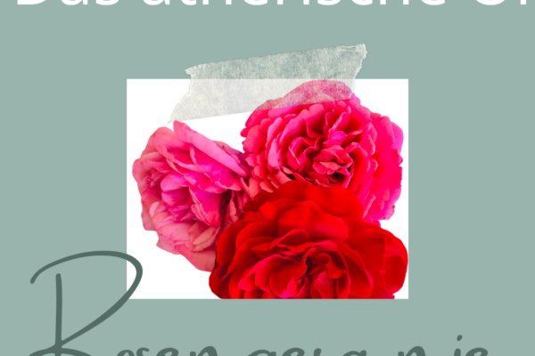 naturseife shop seife selber machen haarseife maennerseife vegan seife seife gegen schuppen